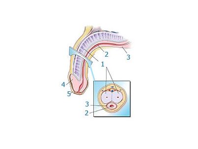लिंग संरचना