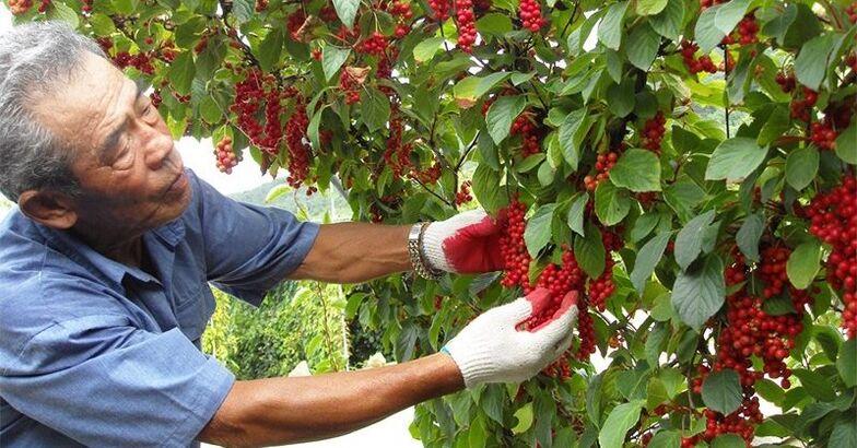 पोटेंसी बढ़ाने के लिए चीनी लेमनग्रास